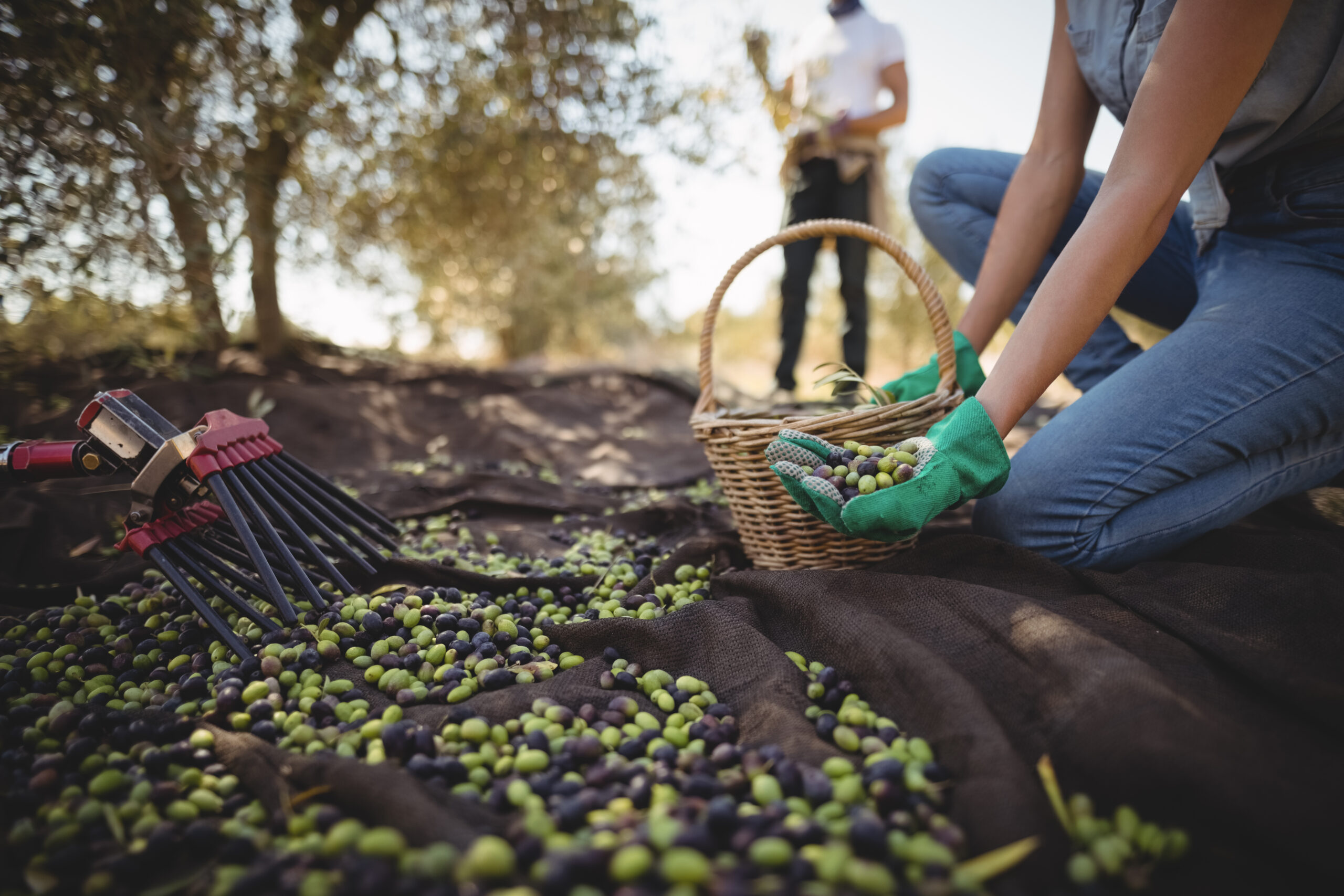 Mid section of woman collecting olives at farm